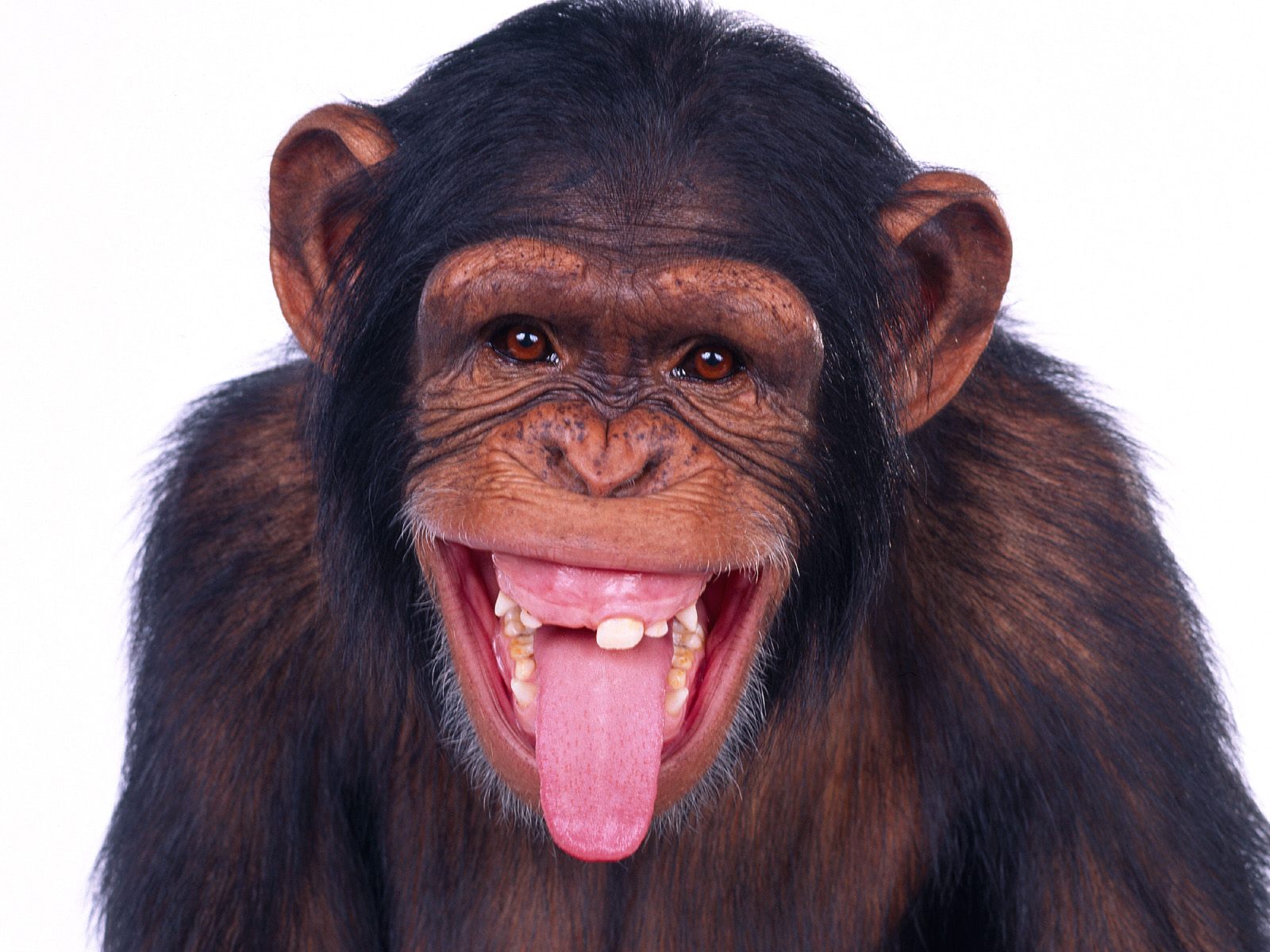 Cool Monkey