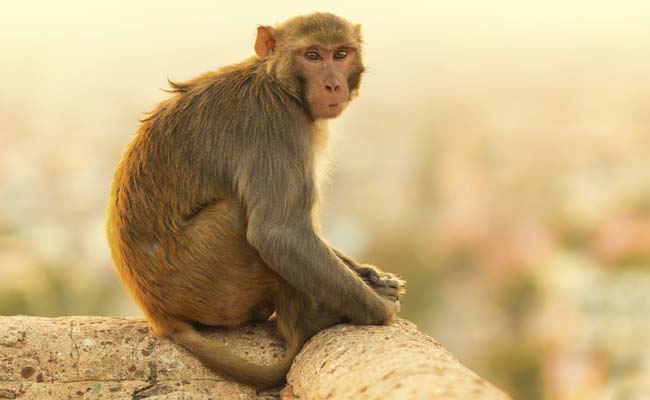 Pretty Monkey