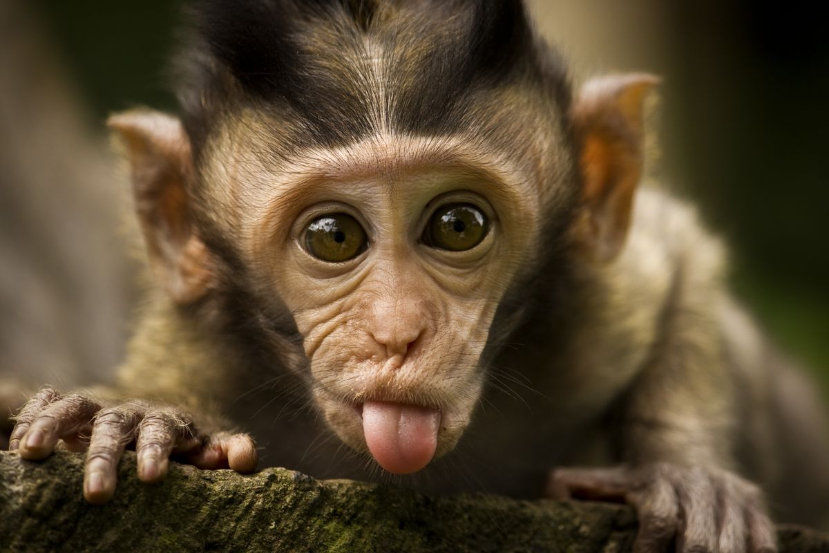 Cute Monkey