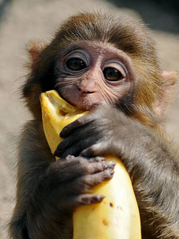 Wallpaper Monkey