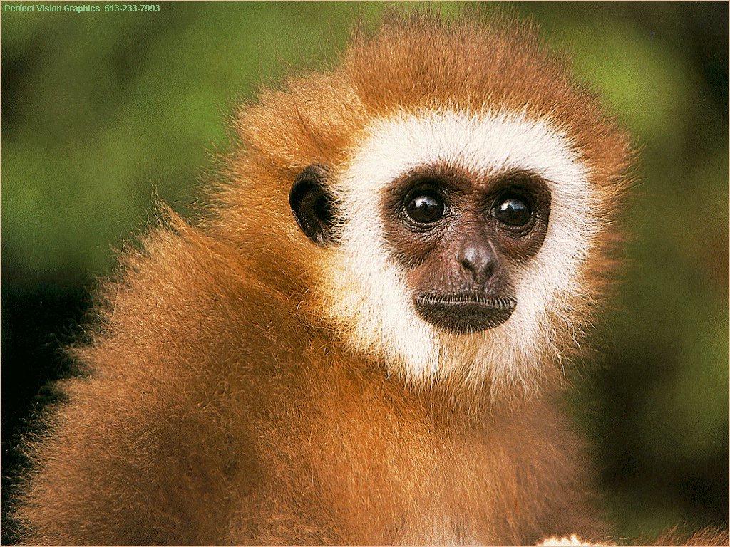 Monkey photo 