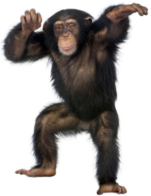 Monkey wallpaper