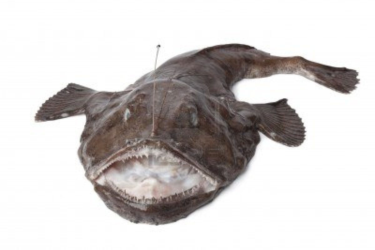 Pretty Monkfish