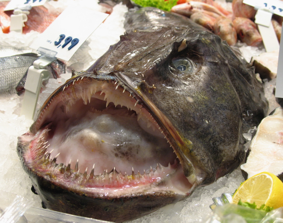 Pretty Monkfish