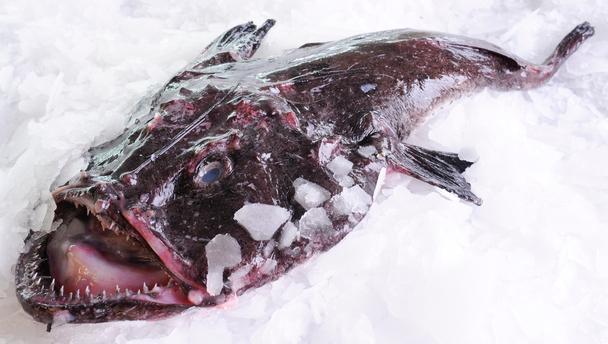 Pretty Monkfish