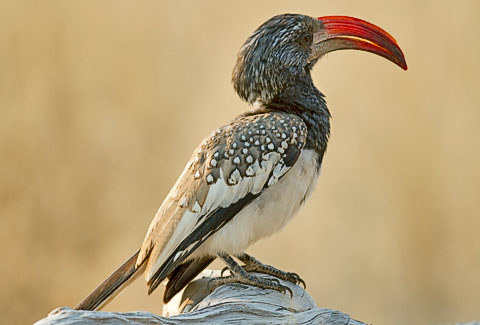 Monteiro’s hornbill