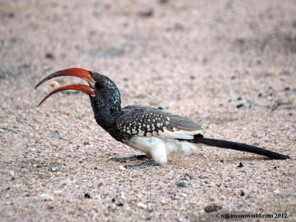 Pretty Monteiro’s hornbill