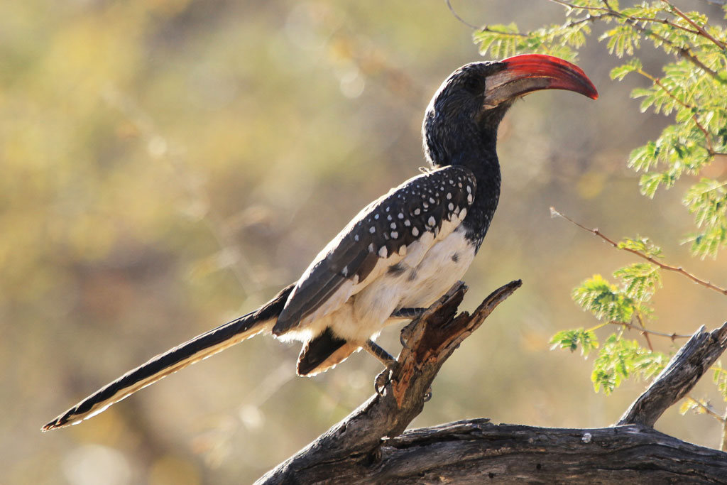 Pretty Monteiro’s hornbill