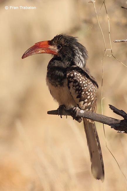 Pretty Monteiro’s hornbill