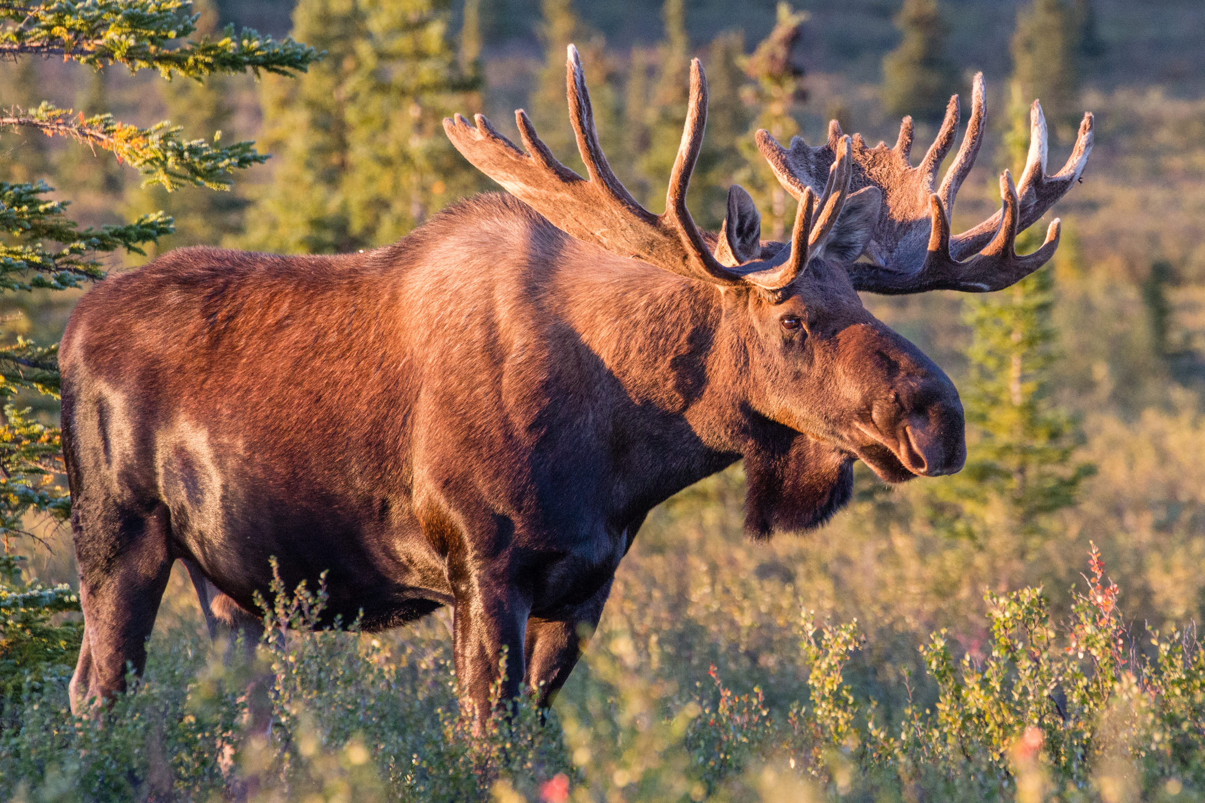 Nice Moose