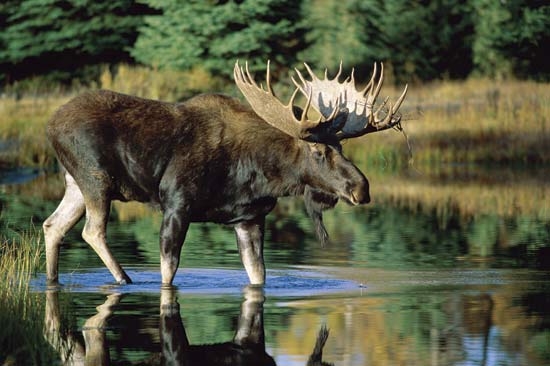 Cool Moose