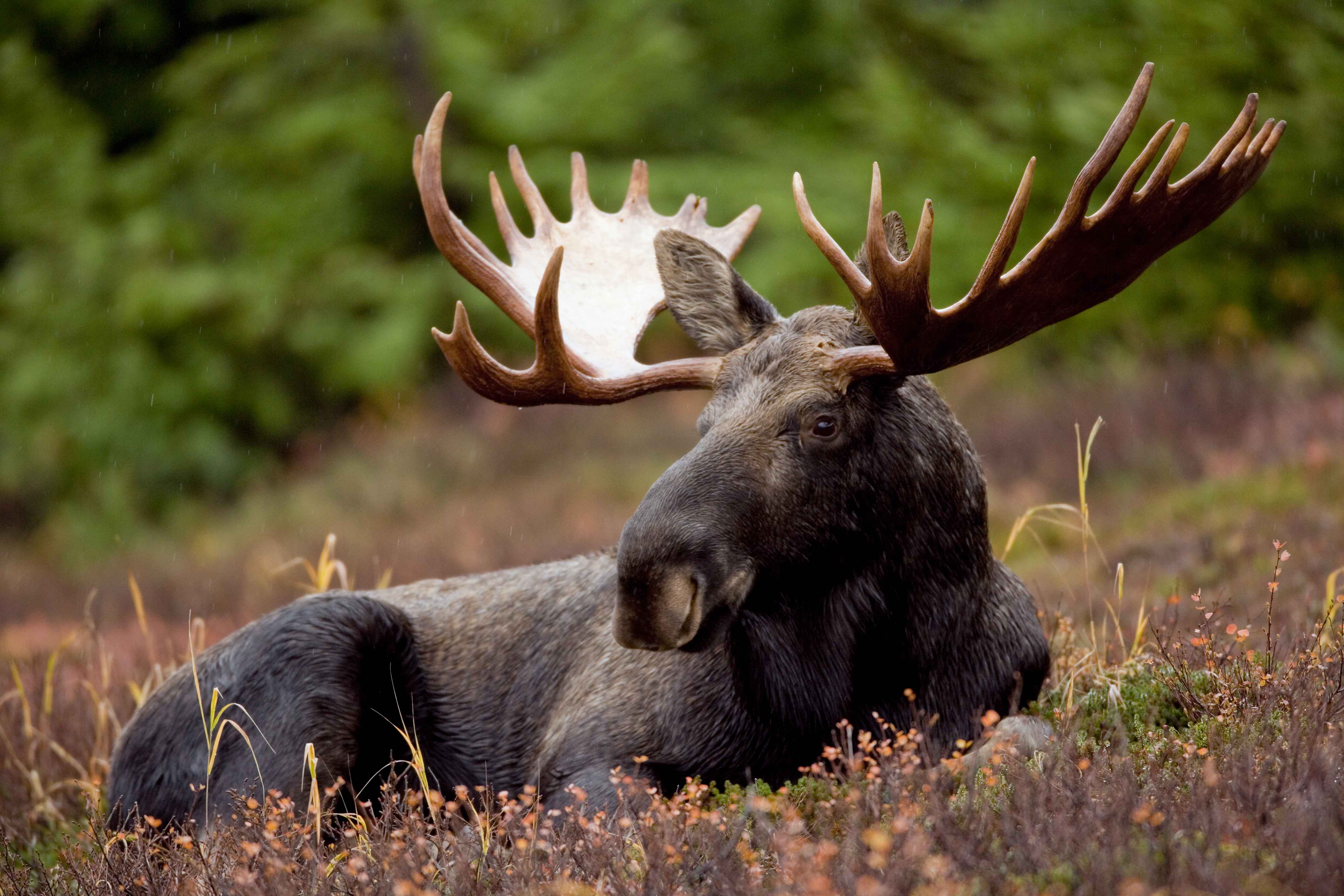 Cute Moose