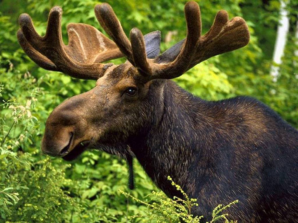 Photo Moose