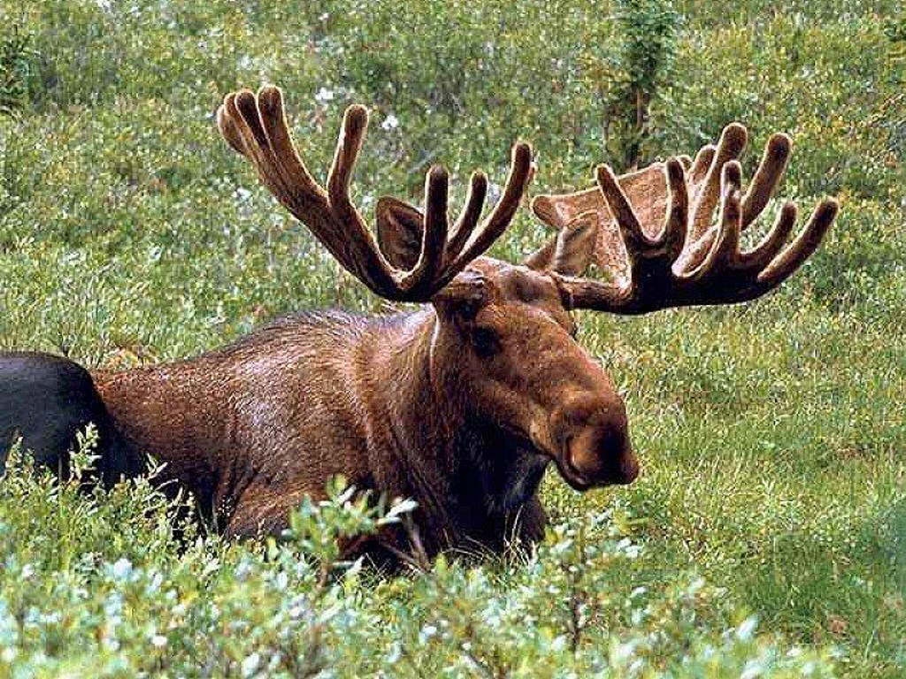 Moose wallpaper