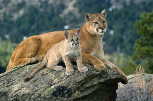 Mountain Lion
