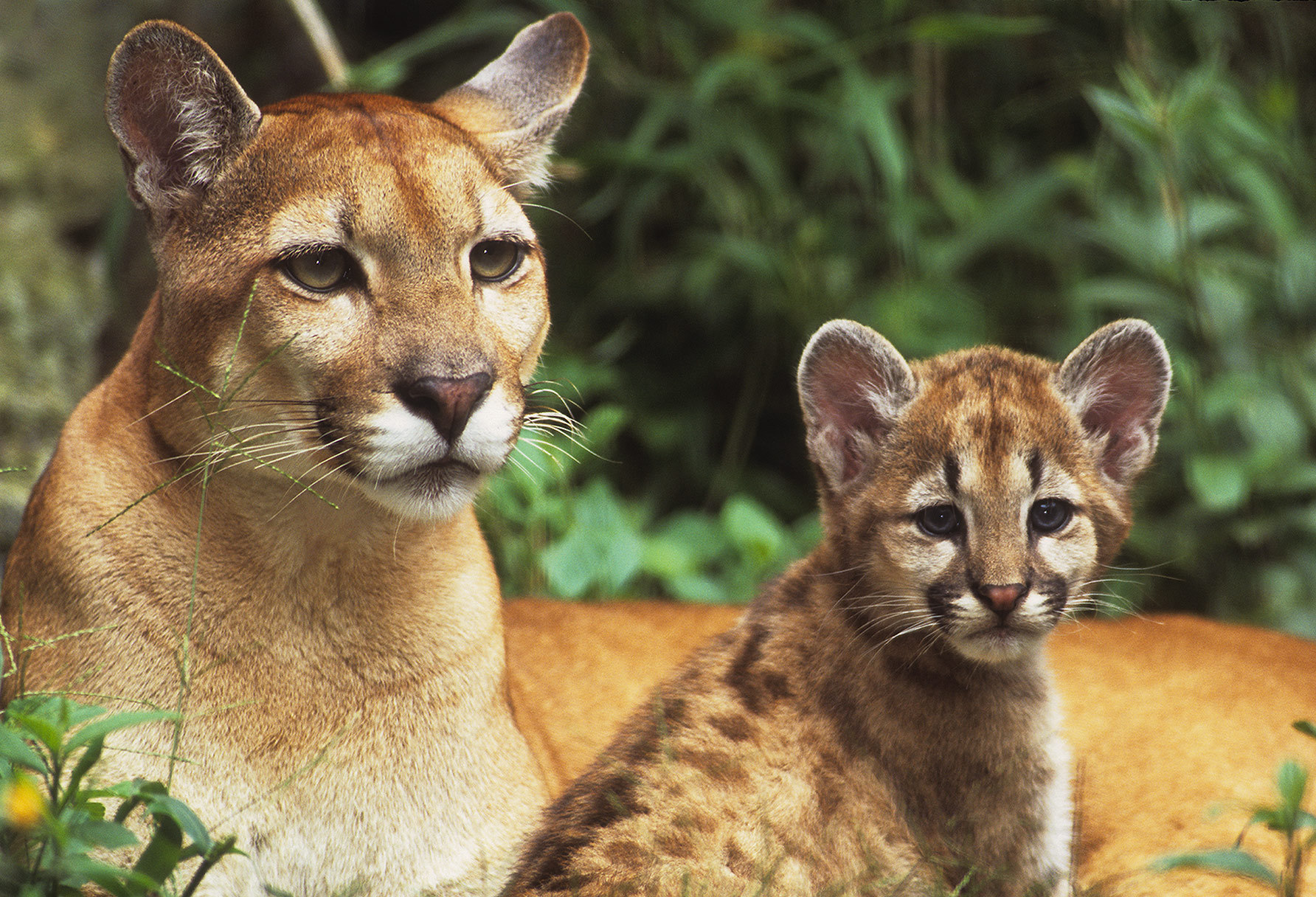 Nice Mountain Lion