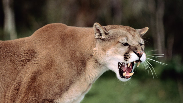 Cool Mountain Lion