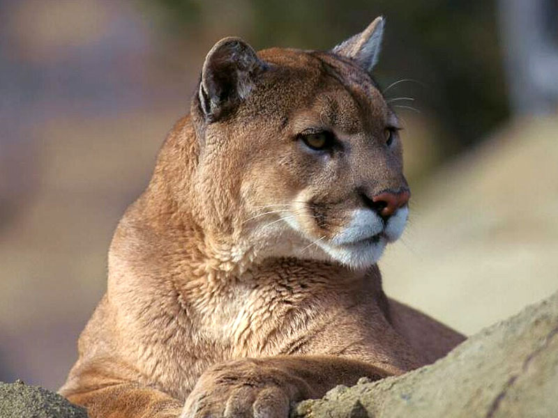 Pretty Mountain Lion