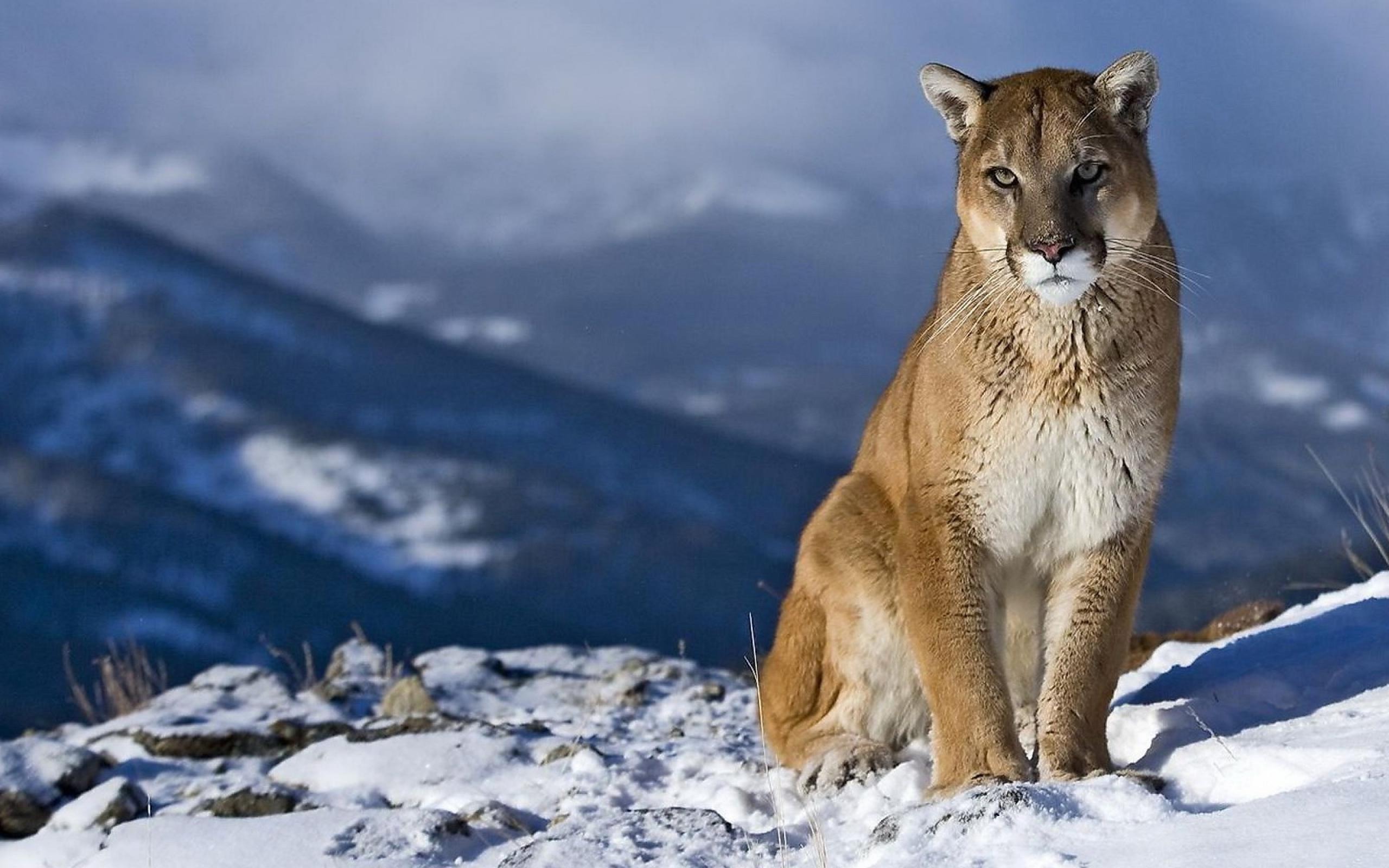 Cute Mountain Lion