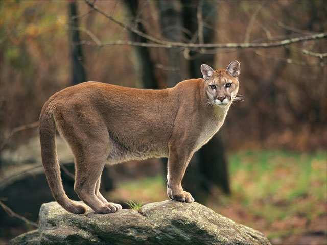Wallpaper Mountain Lion