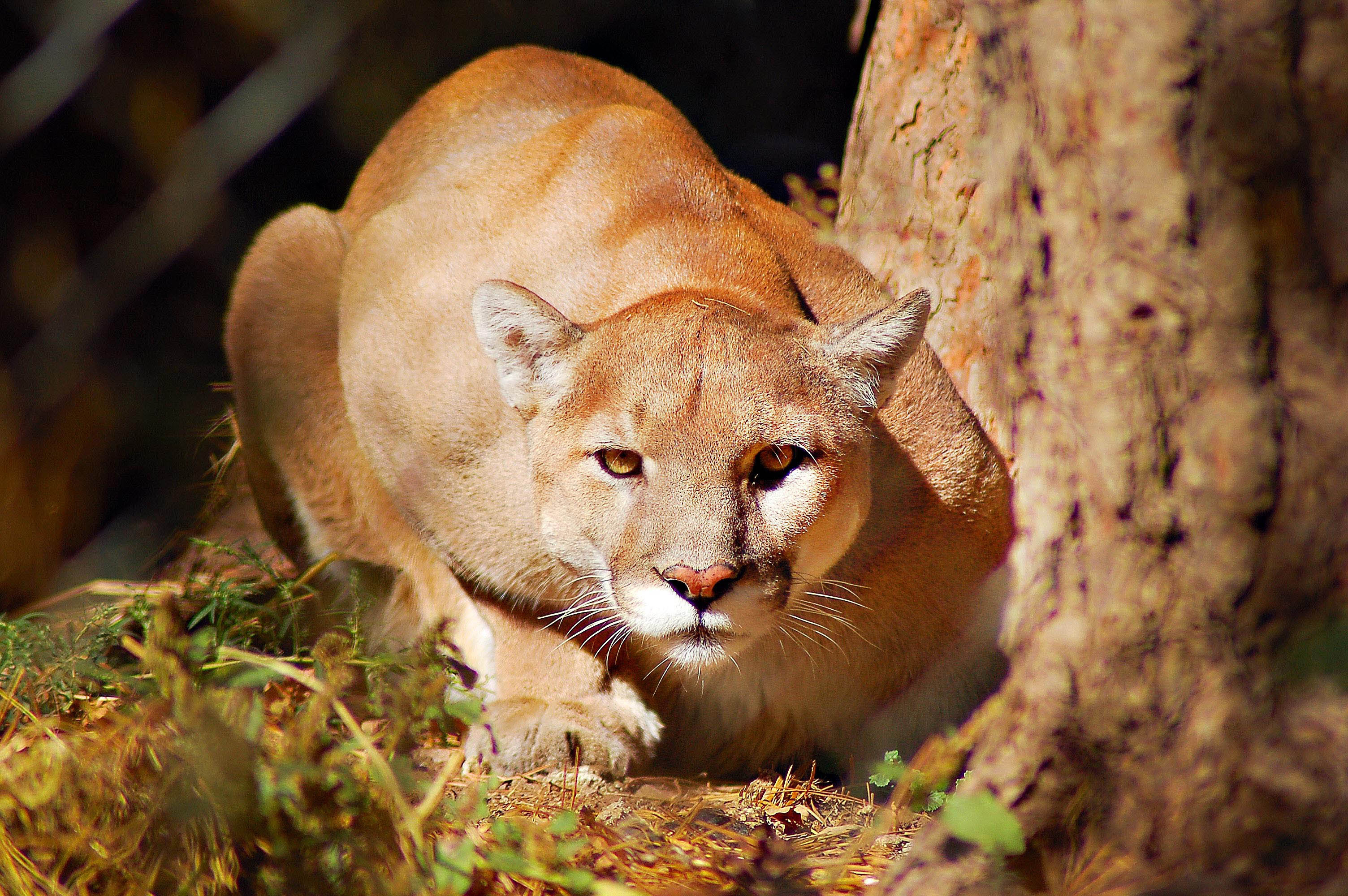 Photo Mountain Lion