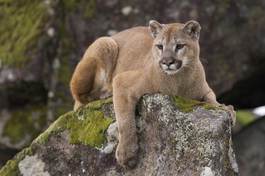 Mountain Lion photo 