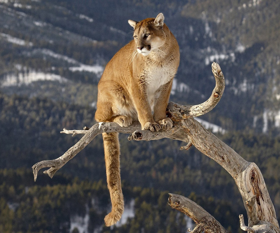 Mountain Lion wallpaper