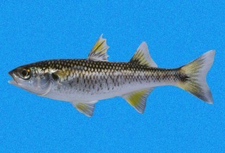Mountain mullet