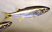 Pretty Mountain mullet