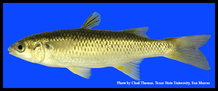 Pretty Mountain mullet