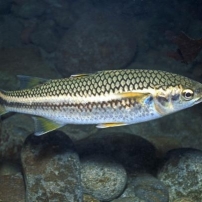 Pretty Mountain mullet