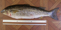 Pretty Mountain mullet