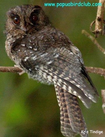 Mountain owlet-nightjar