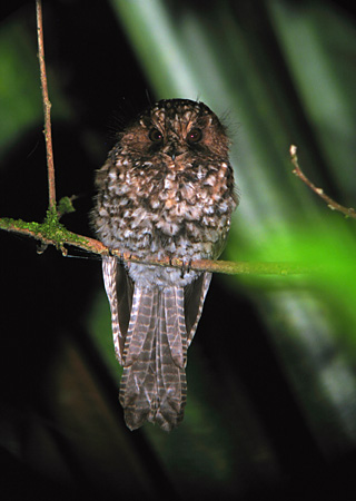 Pretty Mountain owlet-nightjar