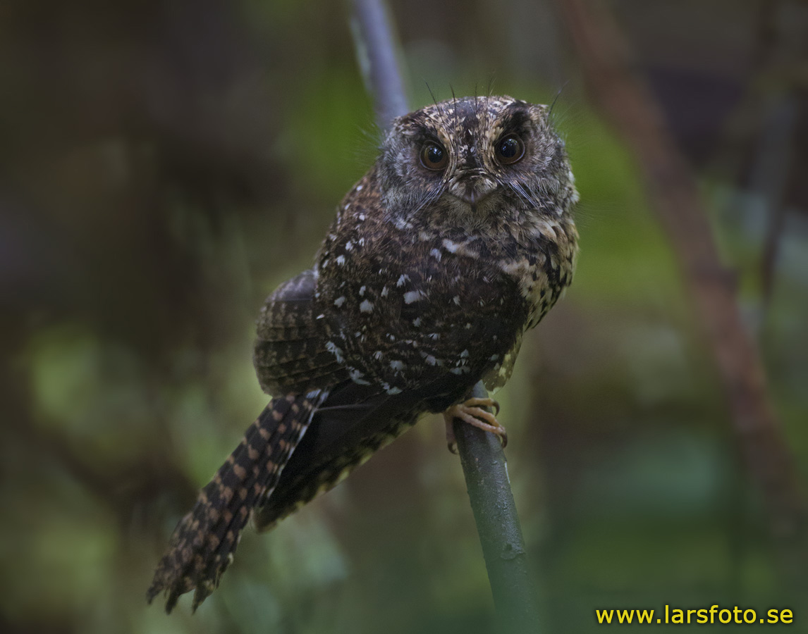 Pretty Mountain owlet-nightjar