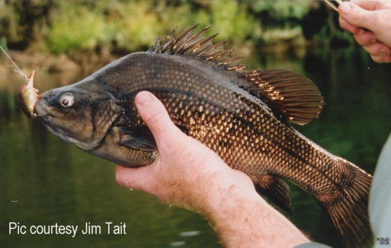 Pretty Mountain perch fish