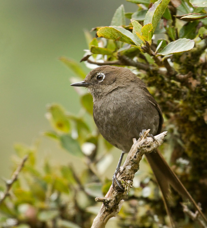 Mouse-colored thistletail