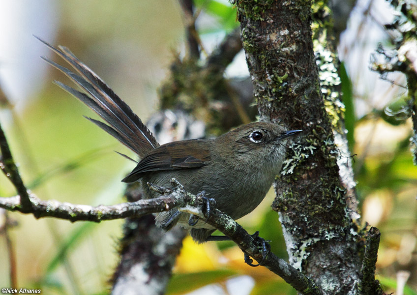 Pretty Mouse-colored thistletail