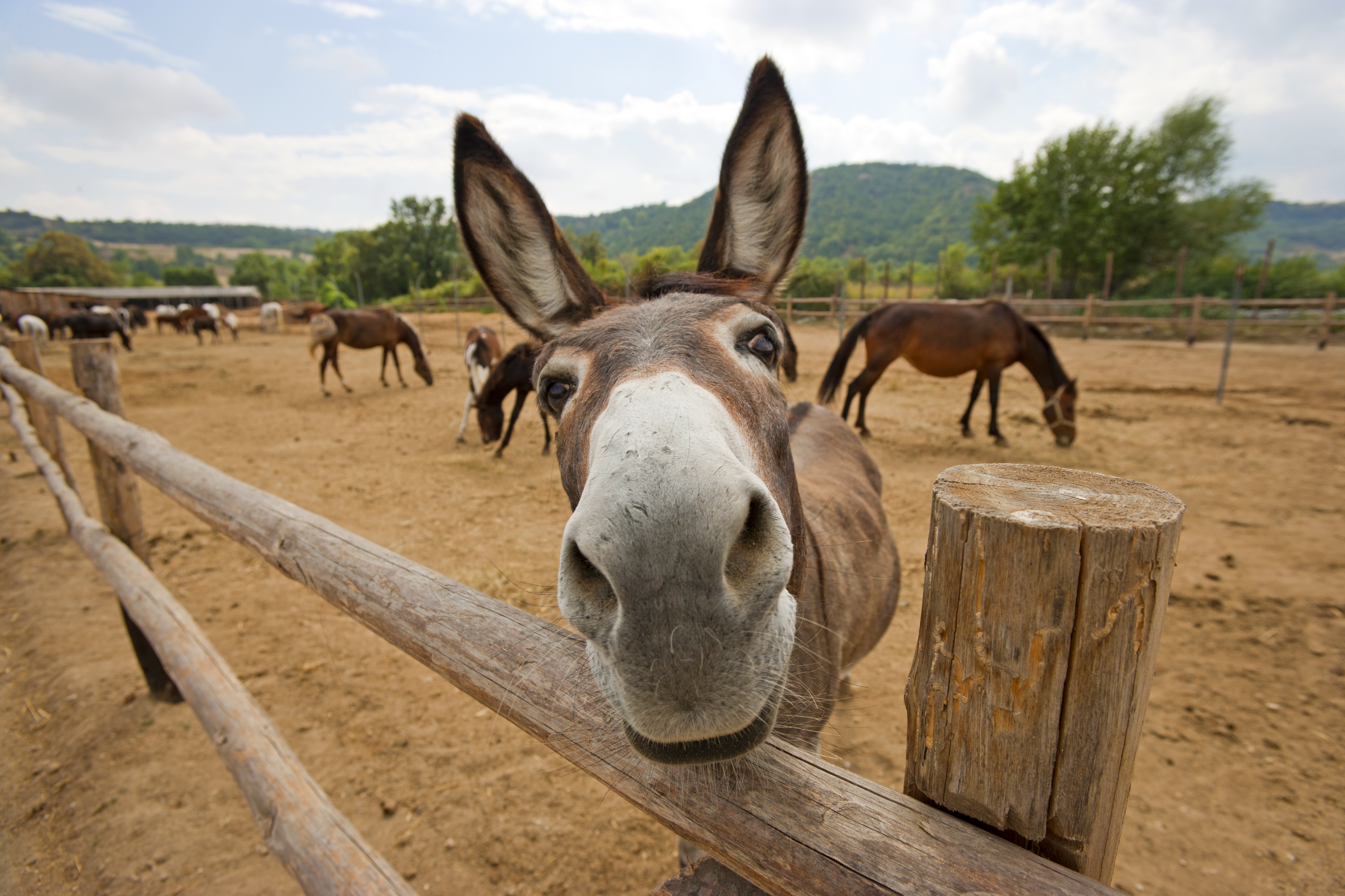 Mule