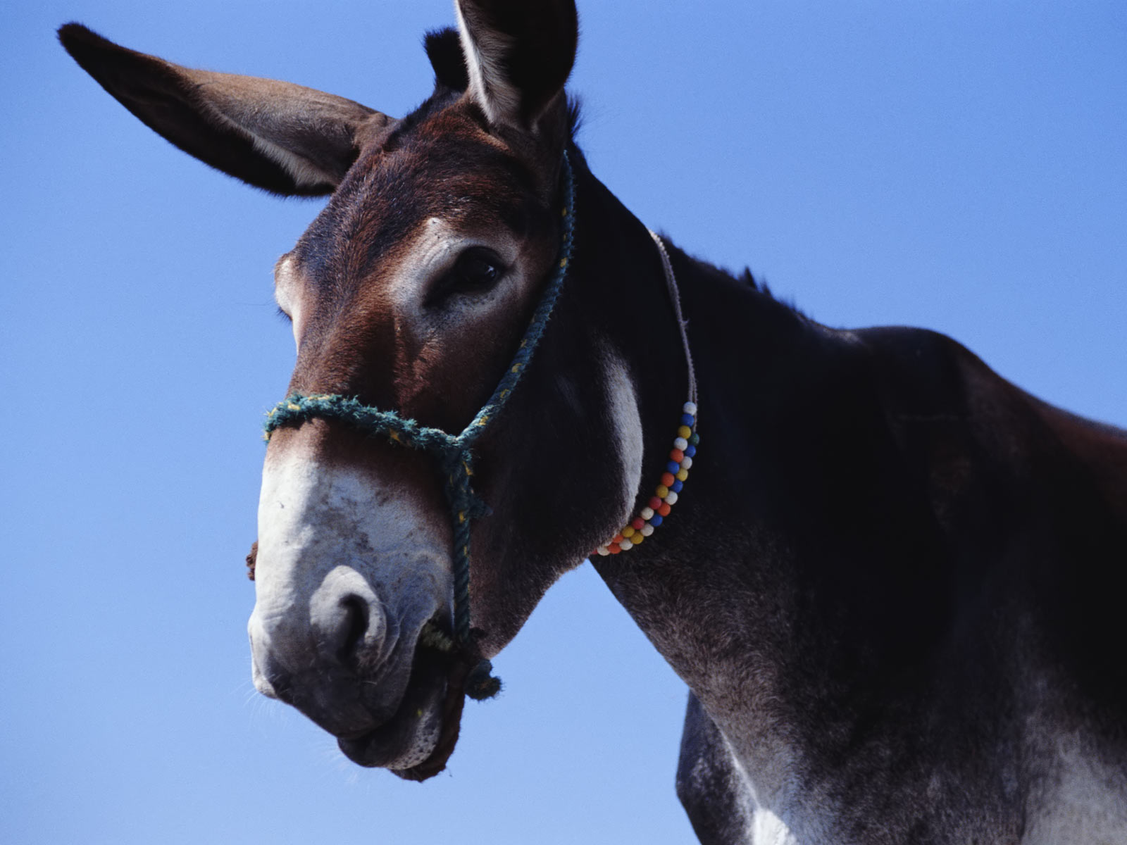 Pretty Mule