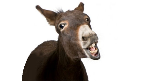 Wallpaper Mule