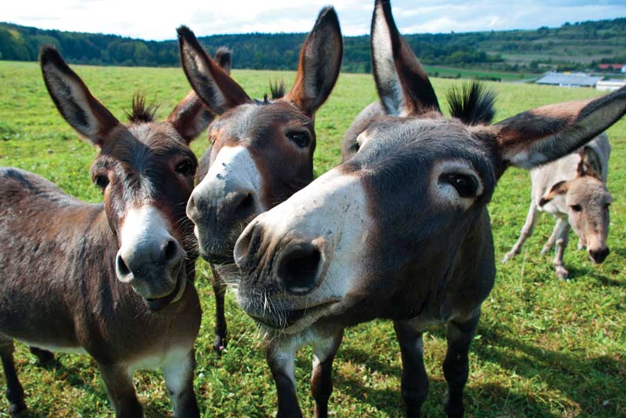Photo Mule