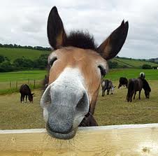 Mule wallpaper