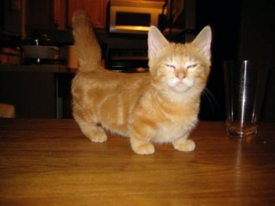 Munchkin Cat - Cat Breed