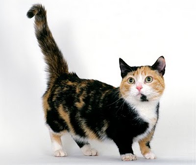 Nice Munchkin Cat - Cat Breed