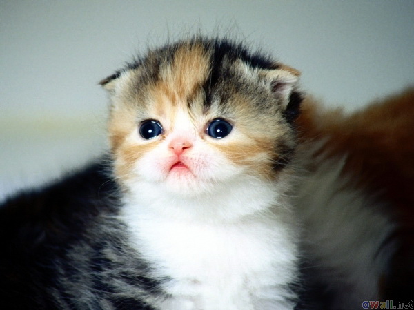 Cool Munchkin Cat - Cat Breed