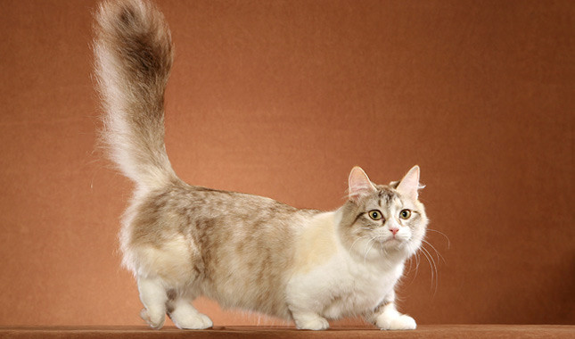 Pretty Munchkin Cat - Cat Breed