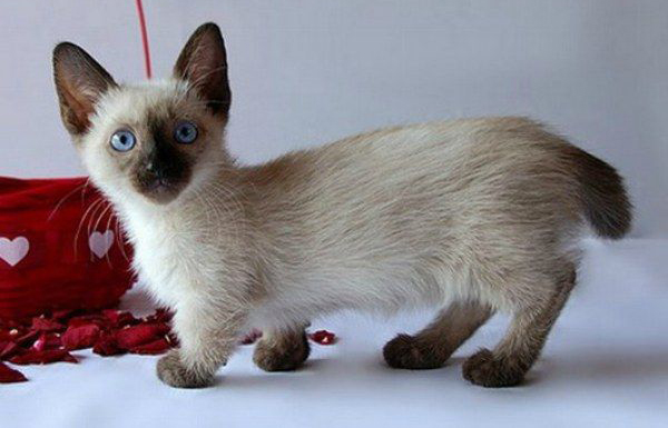Wallpaper Munchkin Cat - Cat Breed