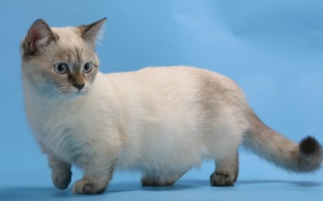 Photo Munchkin Cat - Cat Breed