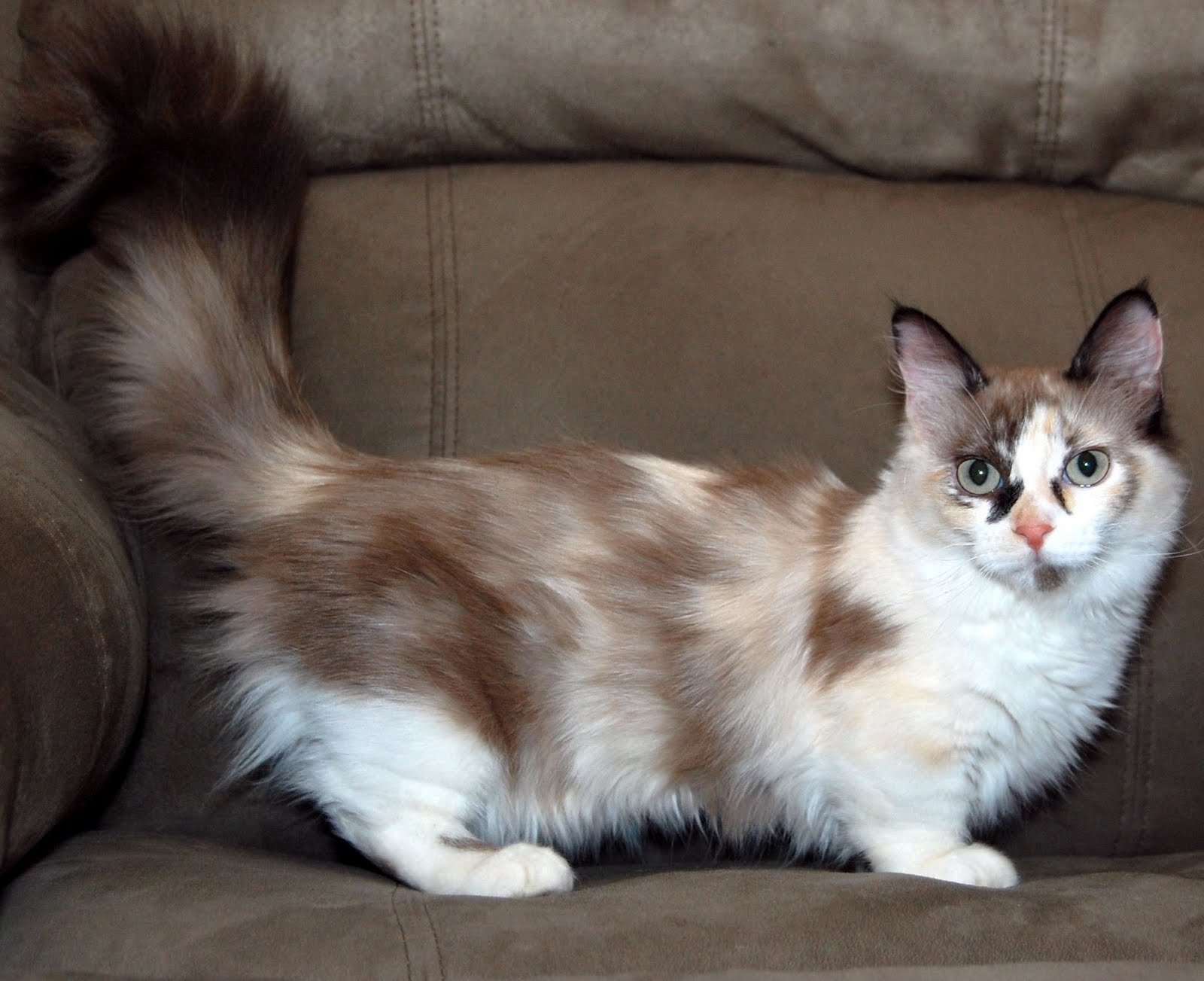 Munchkin Cat - Cat Breed photo 